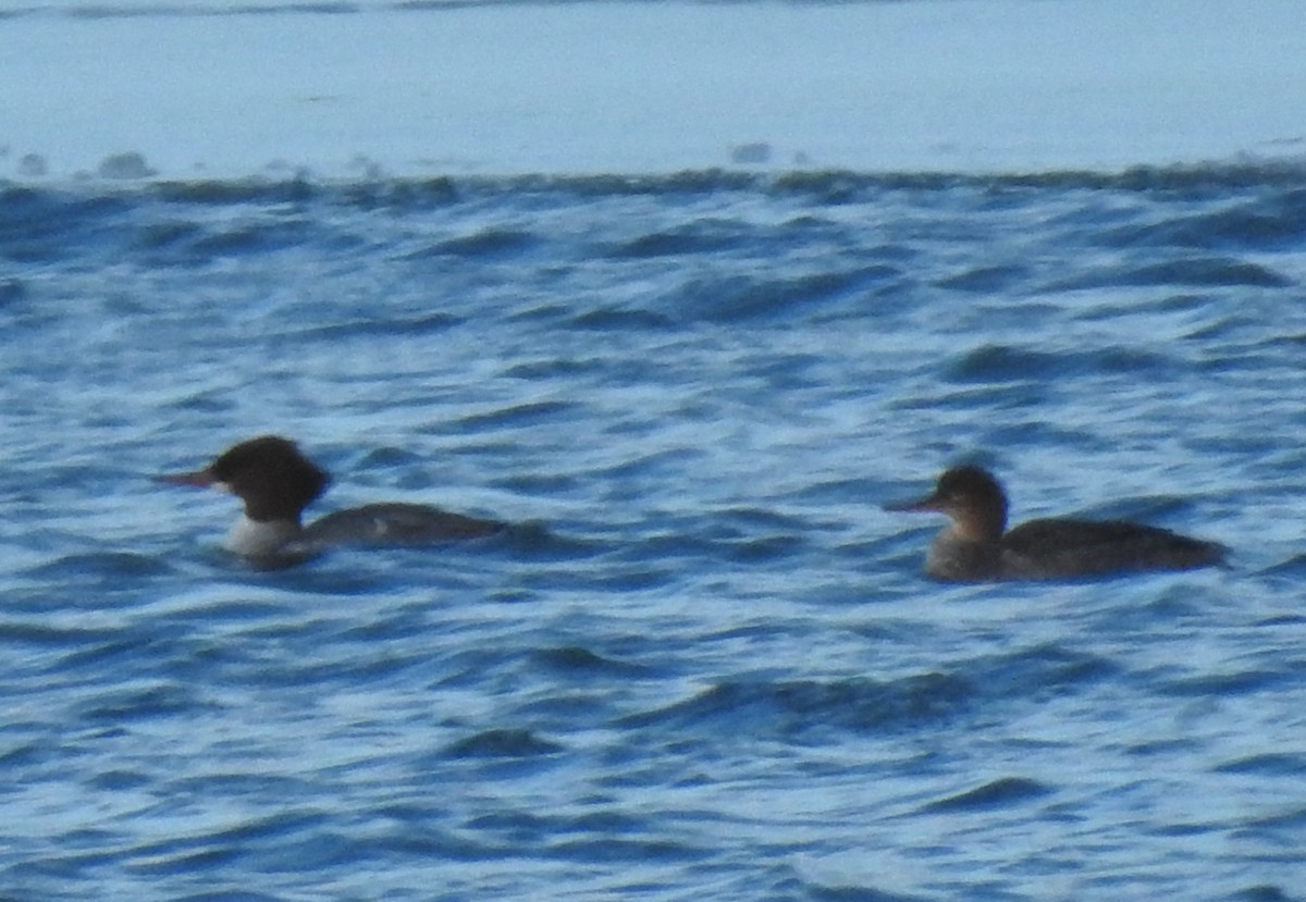 Red-breasted Merganser - ML409795971