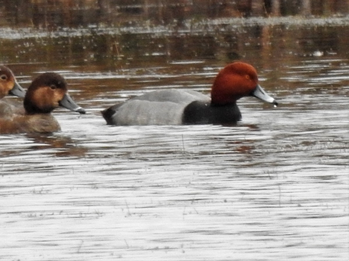 Redhead - ML409796271