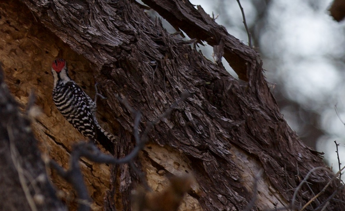 Ladder-backed Woodpecker - ML409796981