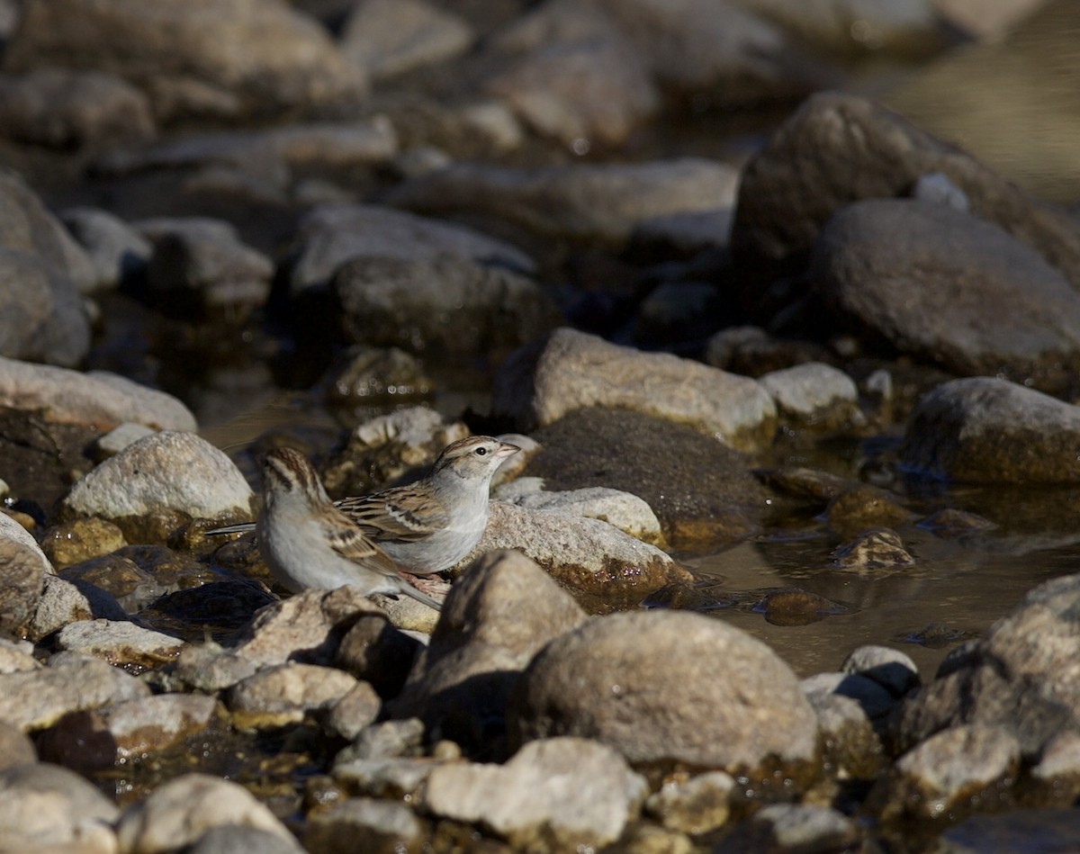 Chipping Sparrow - ML409797041