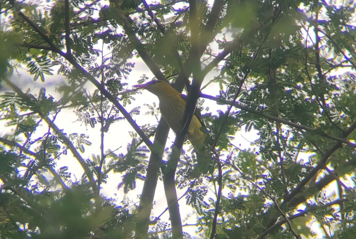 Indian Golden Oriole - ML409797551