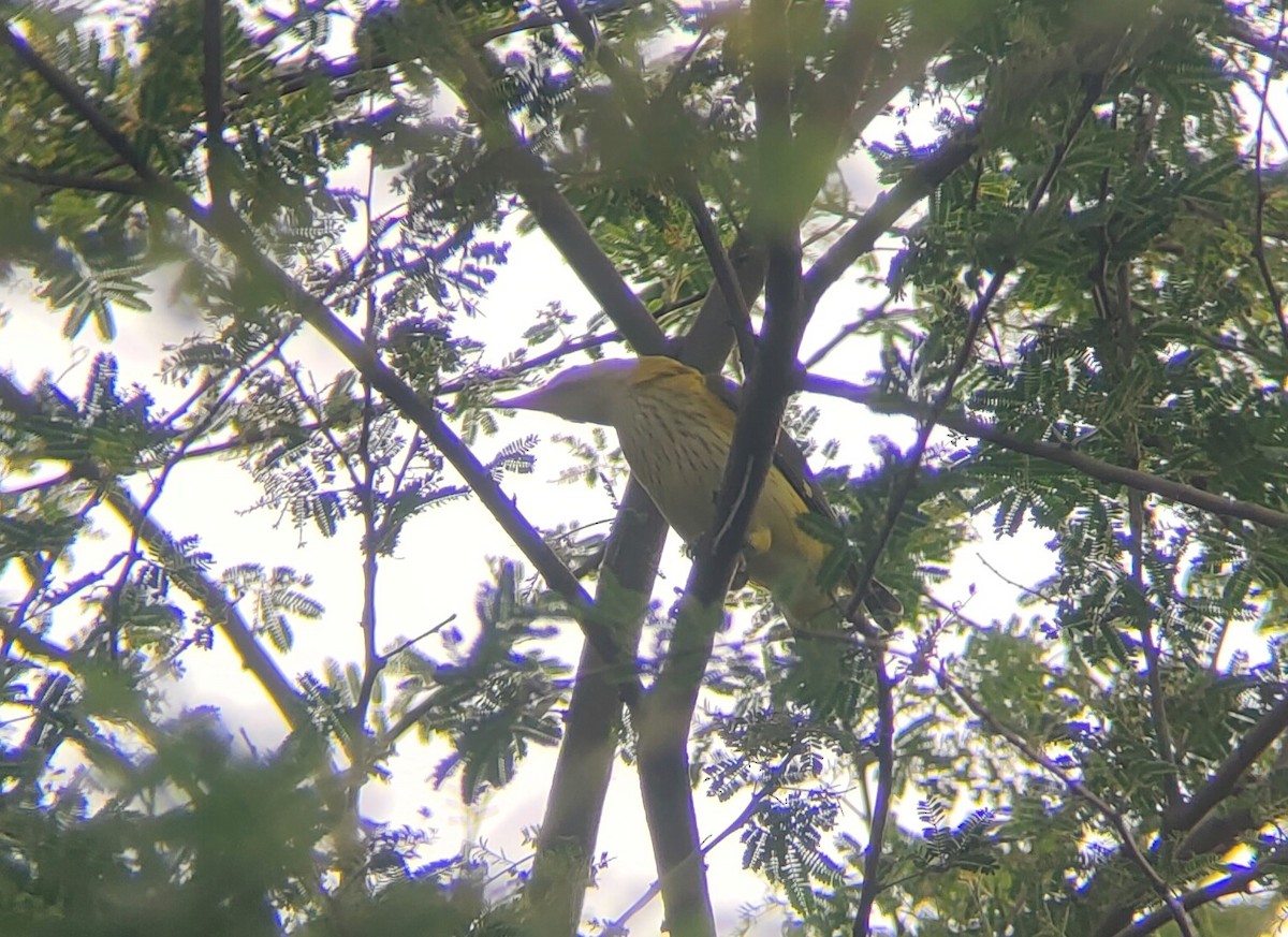 Indian Golden Oriole - ML409797561