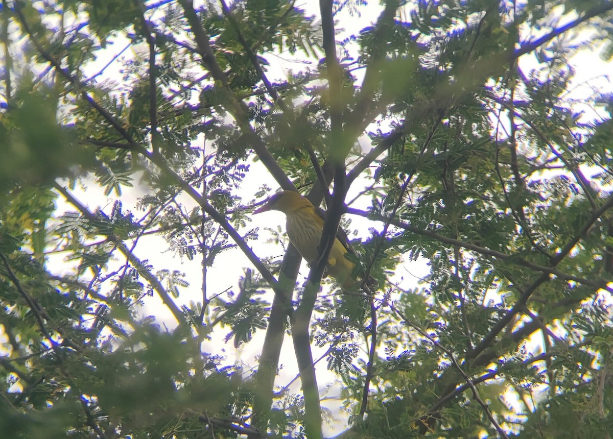 Indian Golden Oriole - ML409797611
