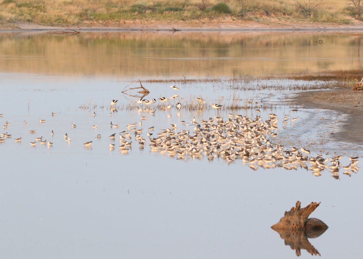 hvithalesvømmesnipe - ML409799901