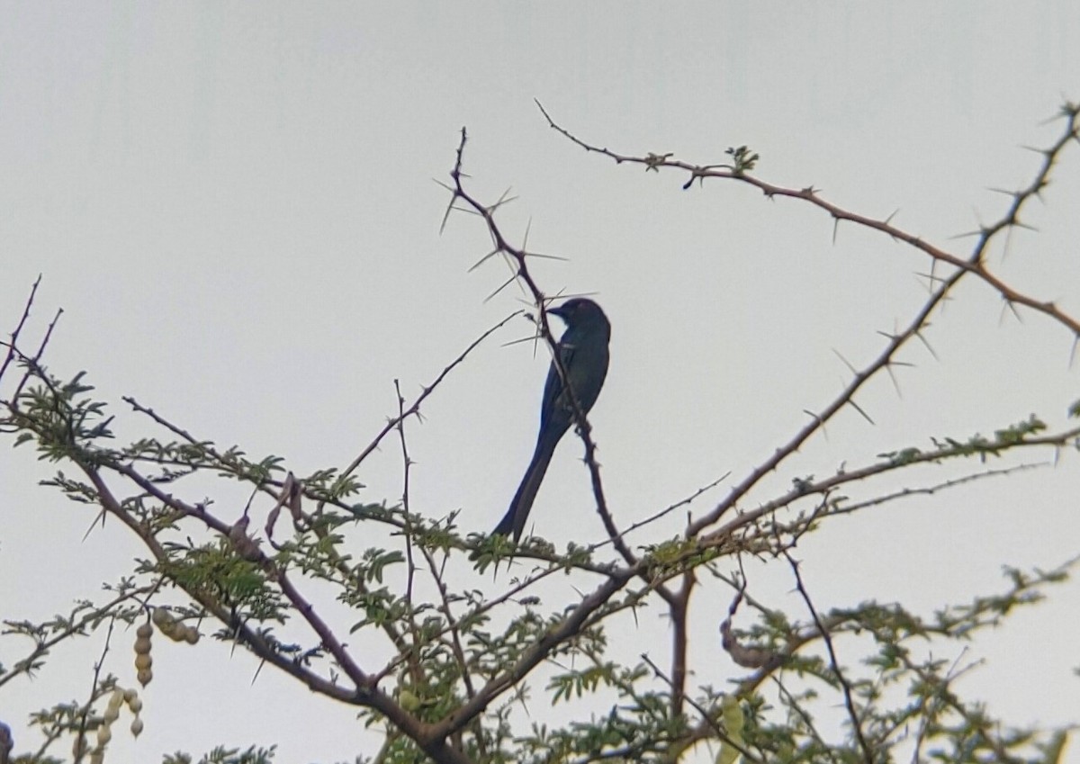 Ashy Drongo - ML409801281