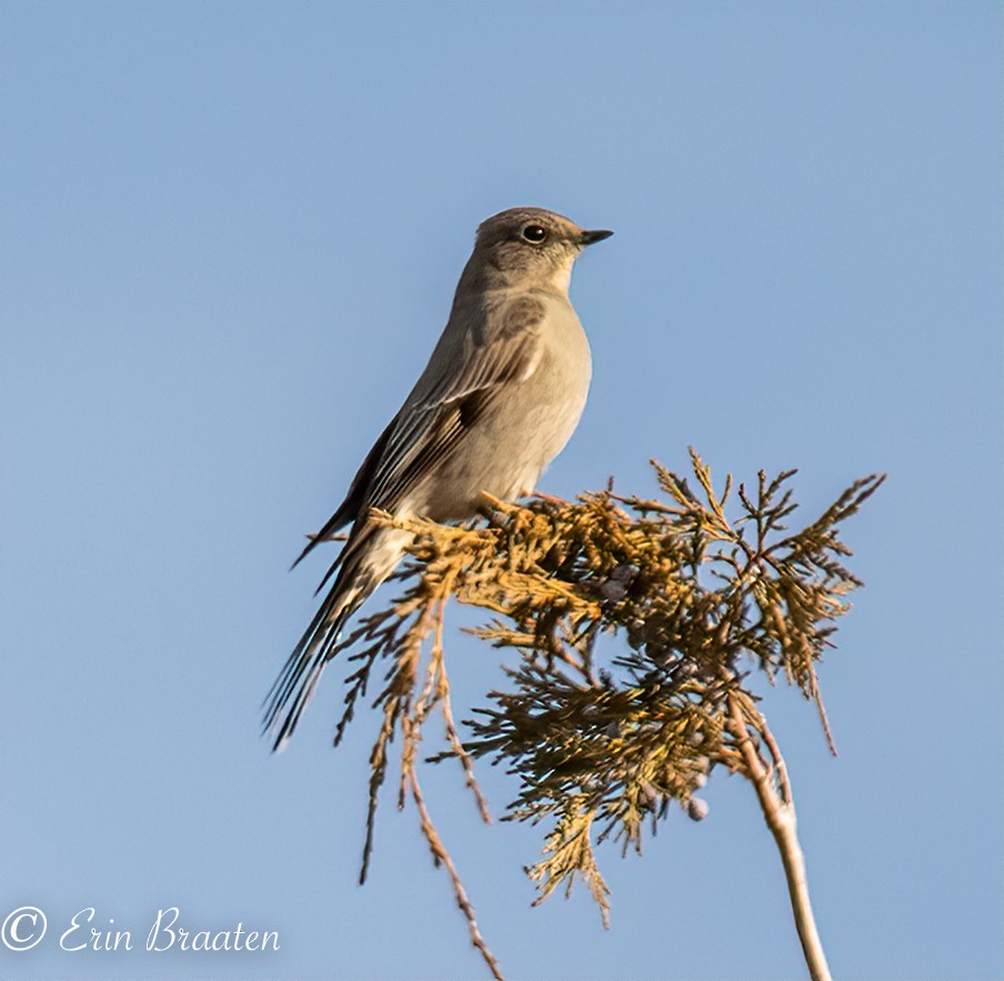 Townsend's Solitaire - ML409801621