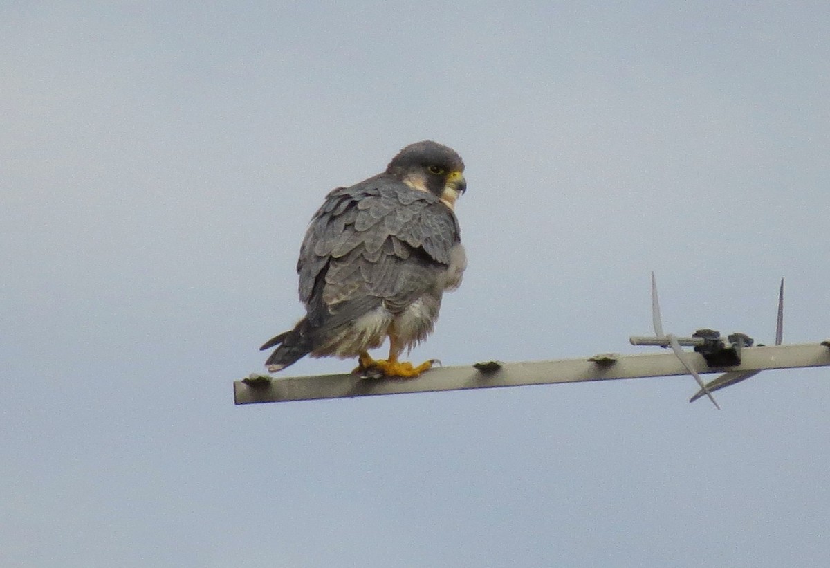 Peregrine Falcon - John Gaglione