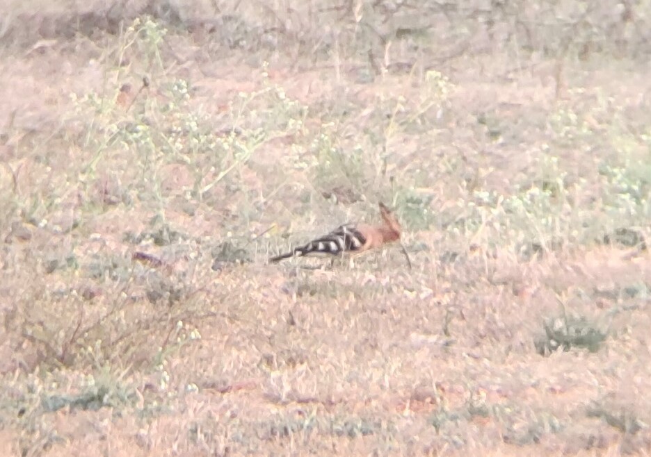 Eurasian Hoopoe - Steffin Babu