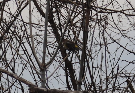 Yellow-rumped Warbler - ML409802711