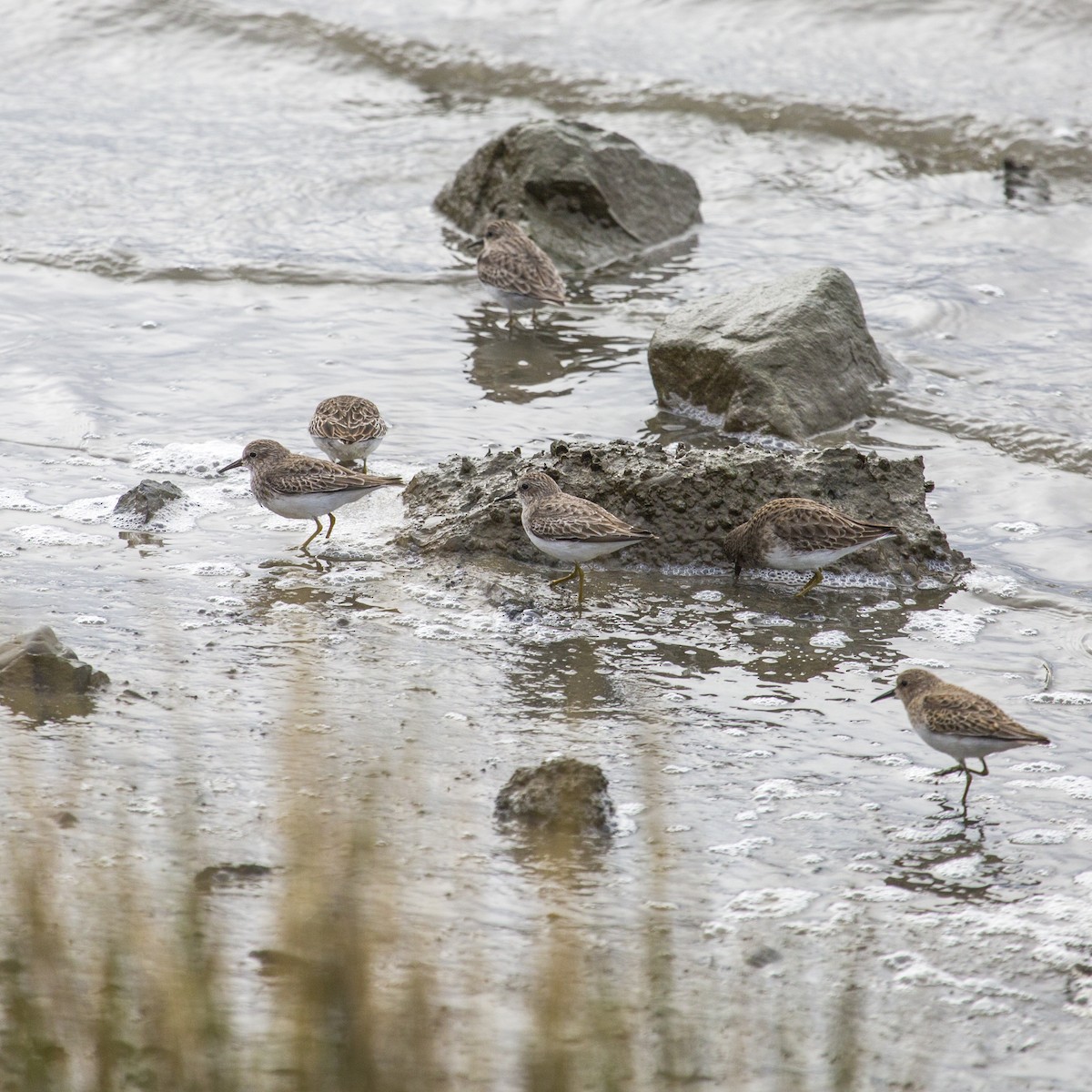 Least Sandpiper - Jessica Hadley