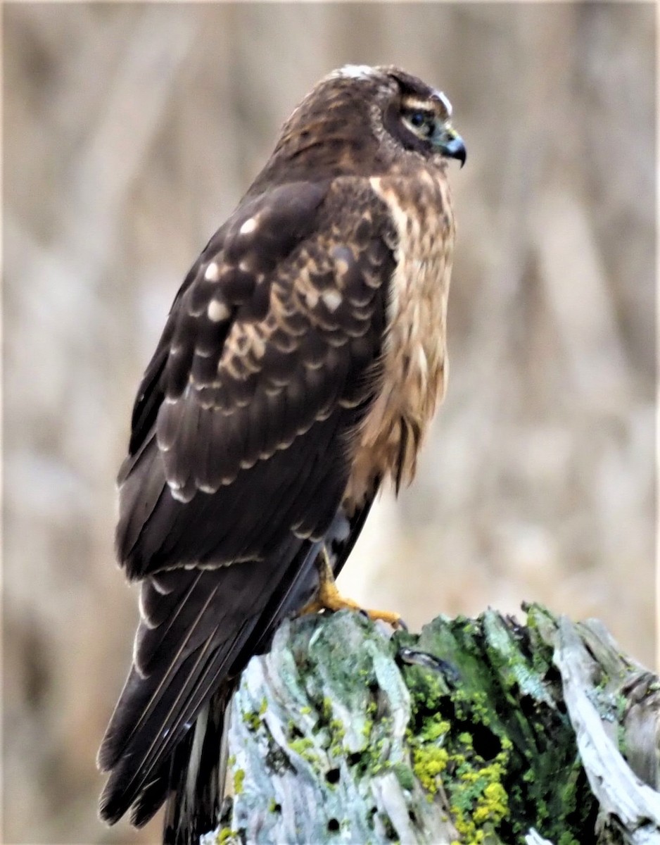 Northern Harrier - royann petrell