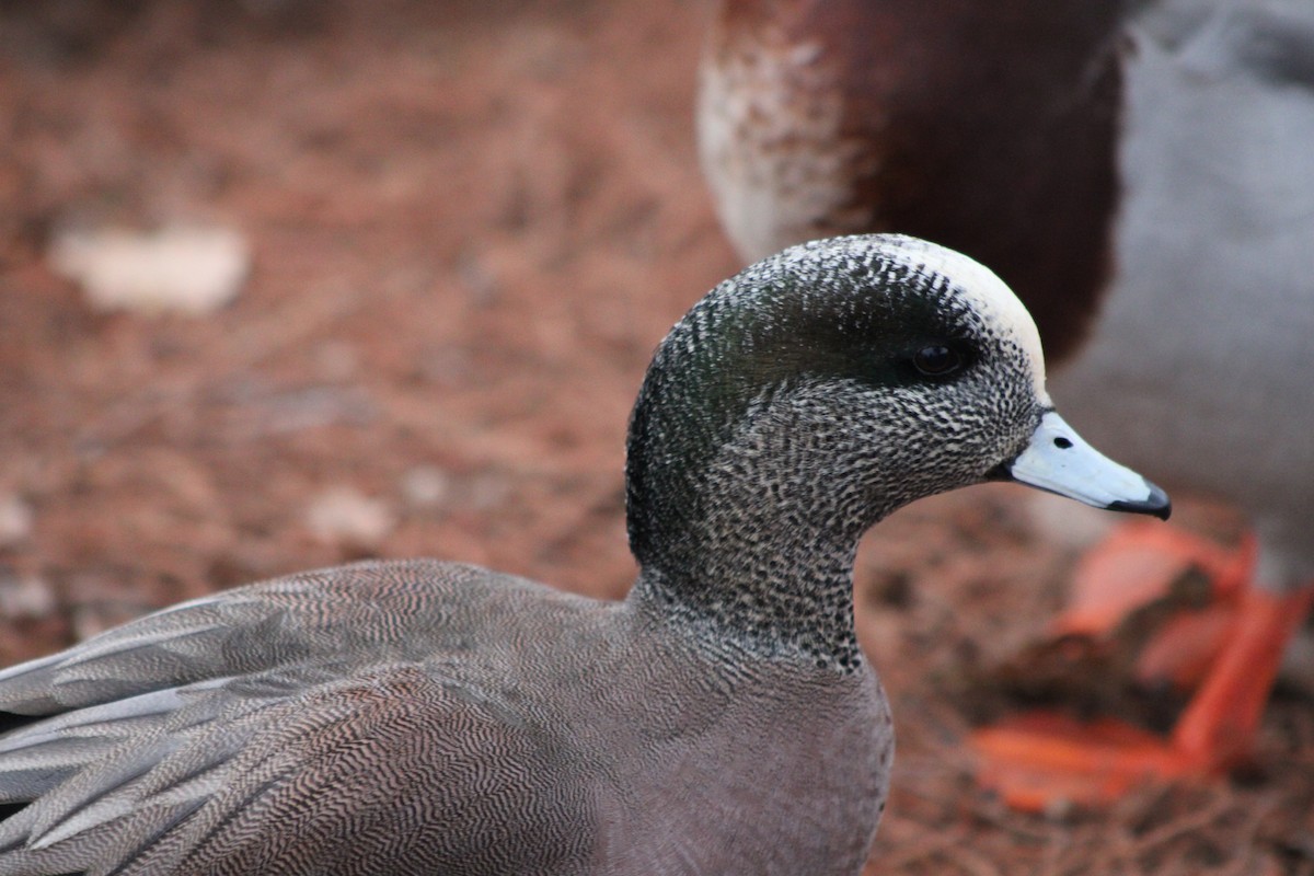 American Wigeon - ML409803671