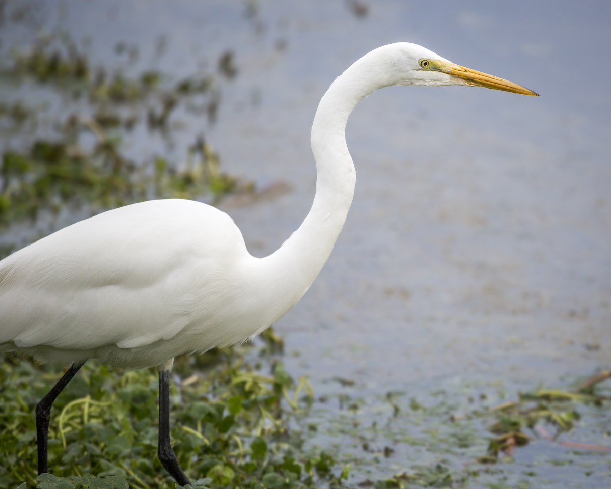 Great Egret - ML409803711