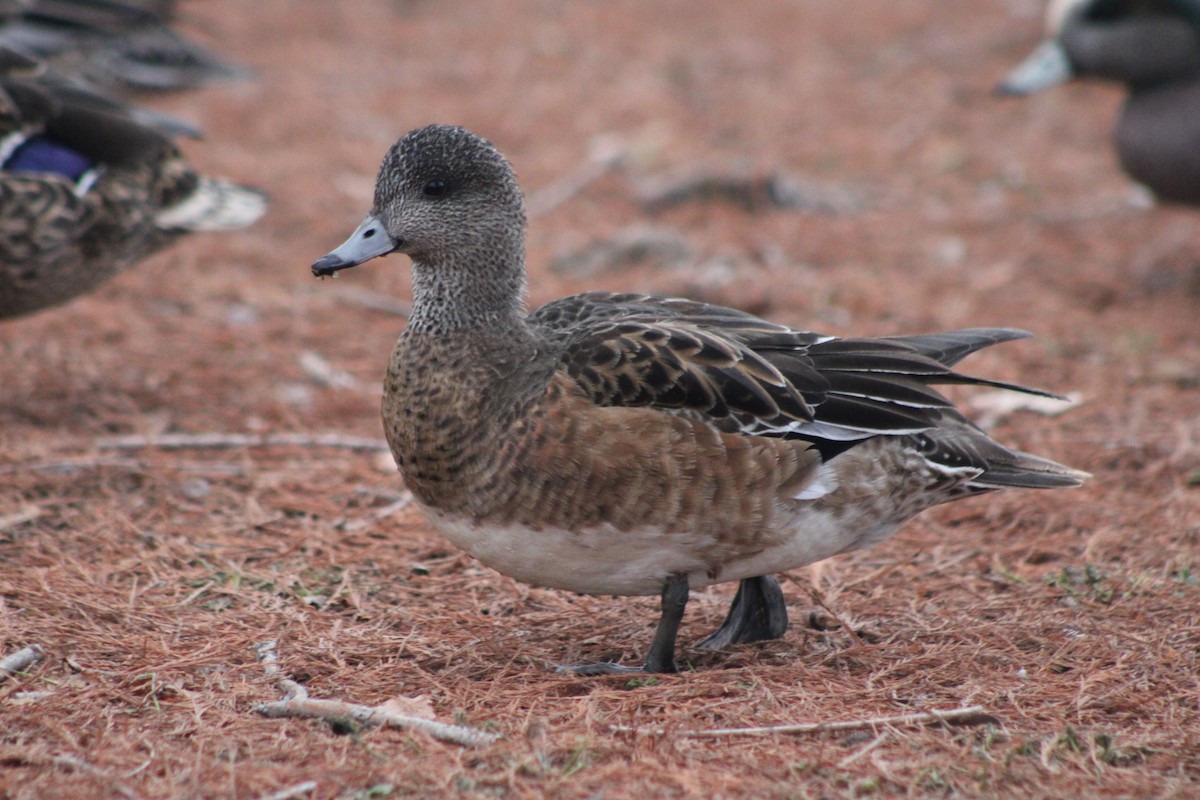 American Wigeon - ML409803971