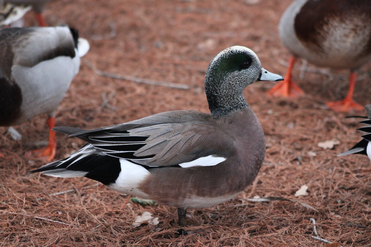 American Wigeon - ML409804051