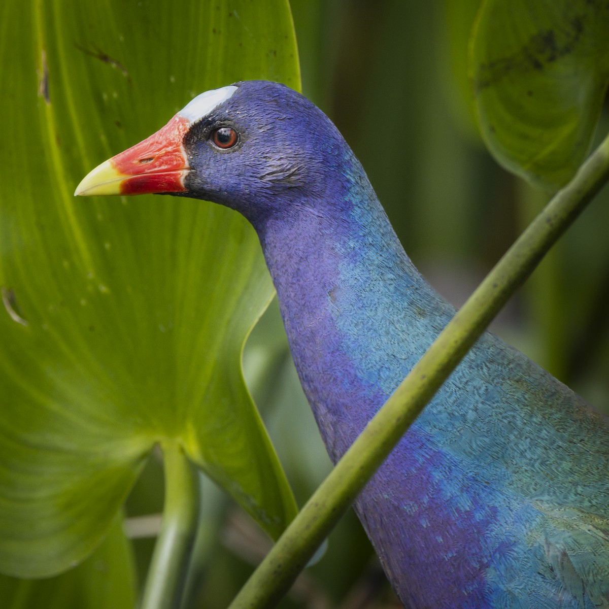 Purple Gallinule - ML409804561