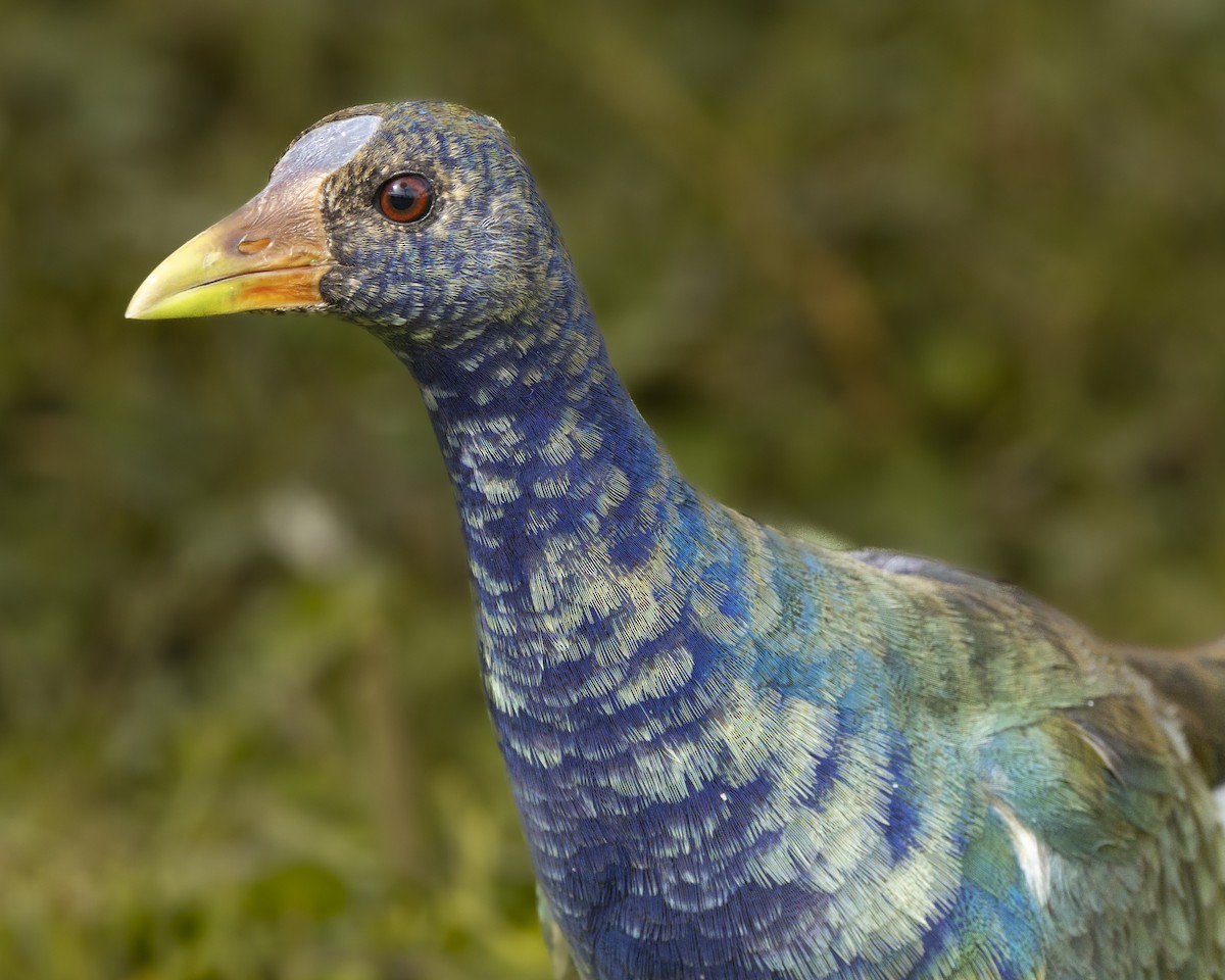 Purple Gallinule - Fernando Ortega