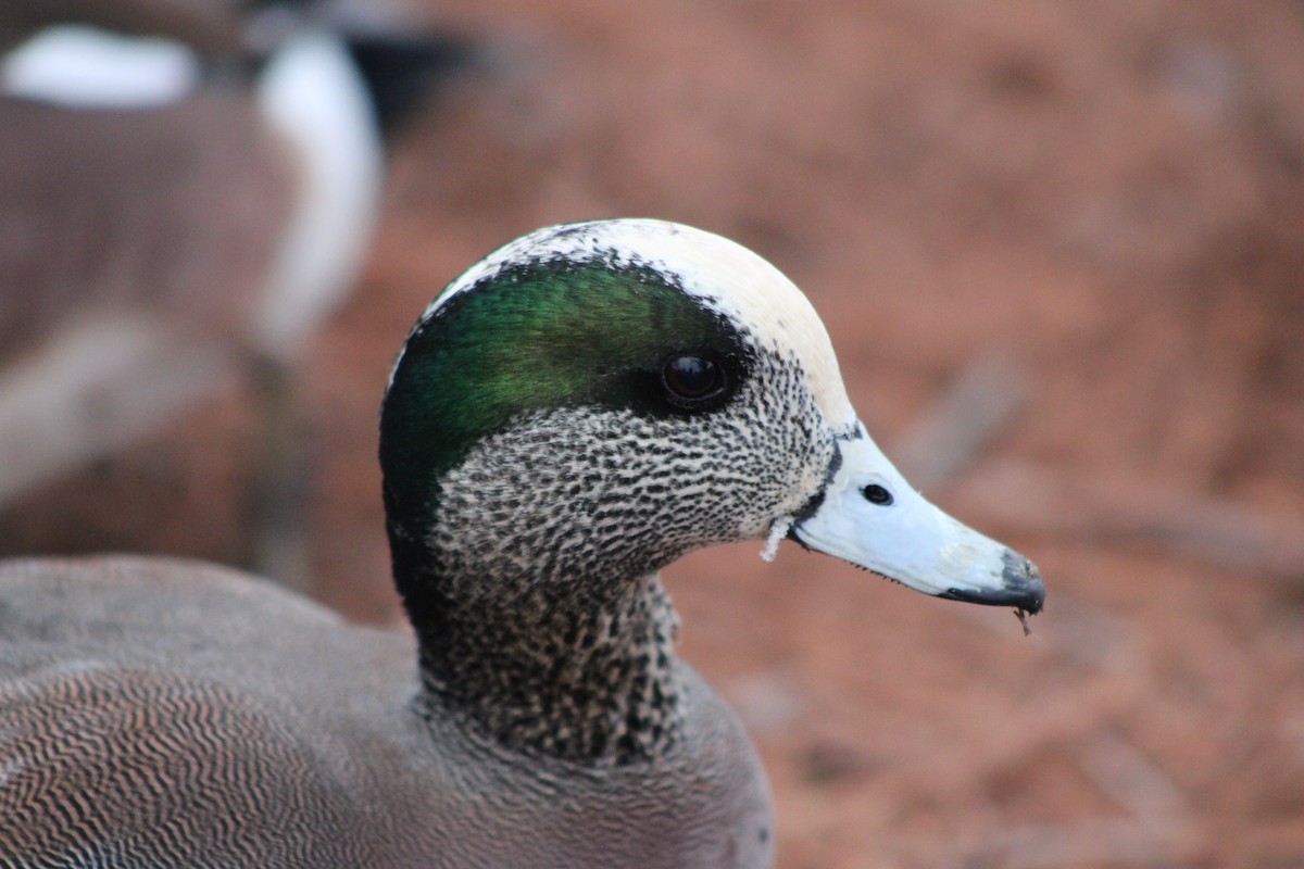 American Wigeon - ML409804641