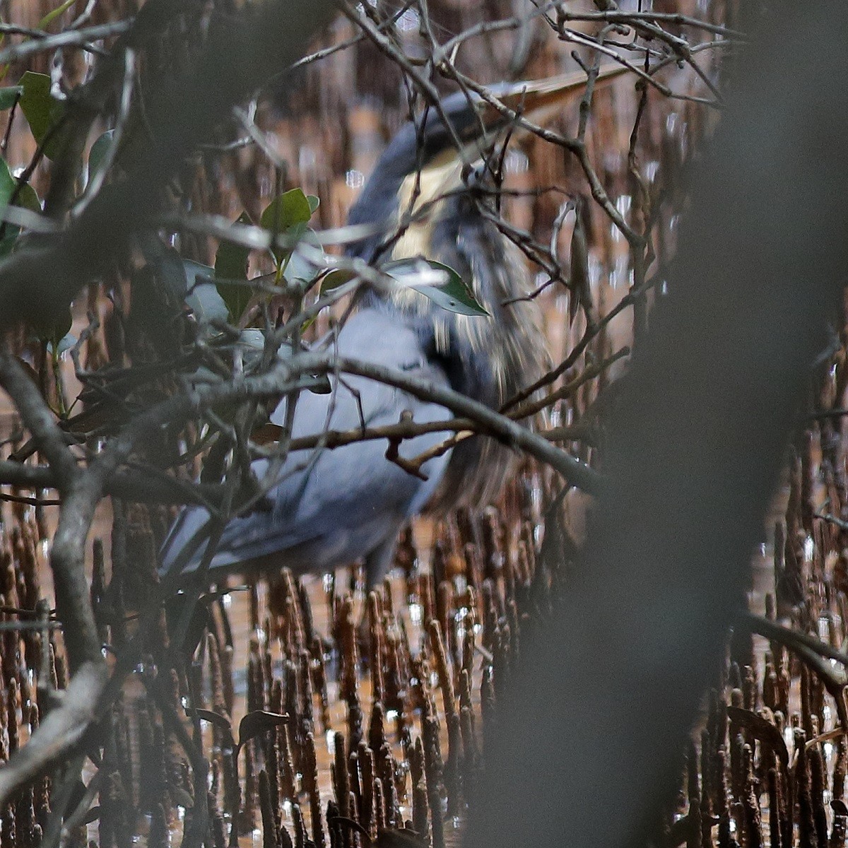 Black Bittern - ML409804671