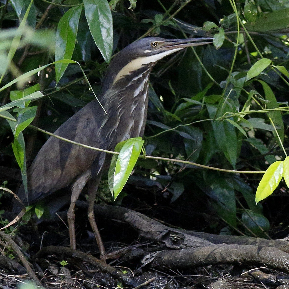 Black Bittern - ML409804731