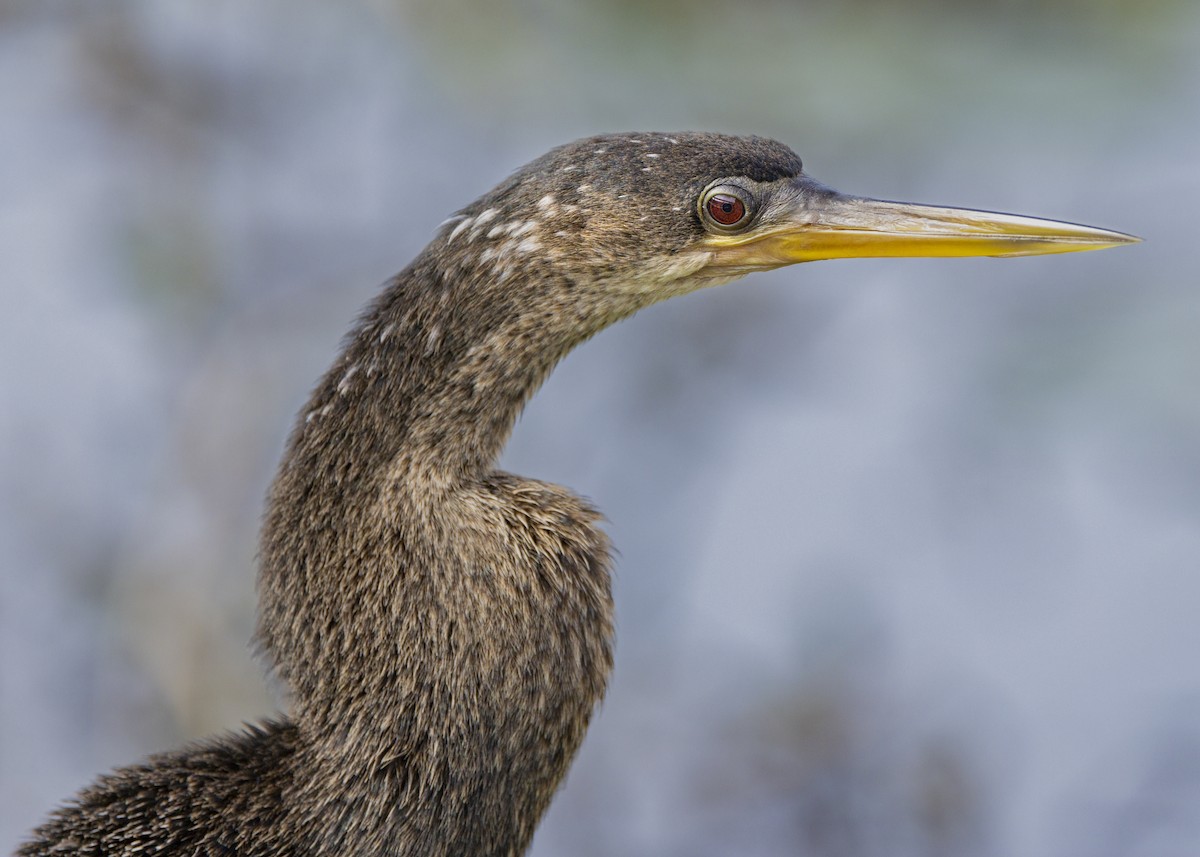 Anhinga - Fernando Ortega