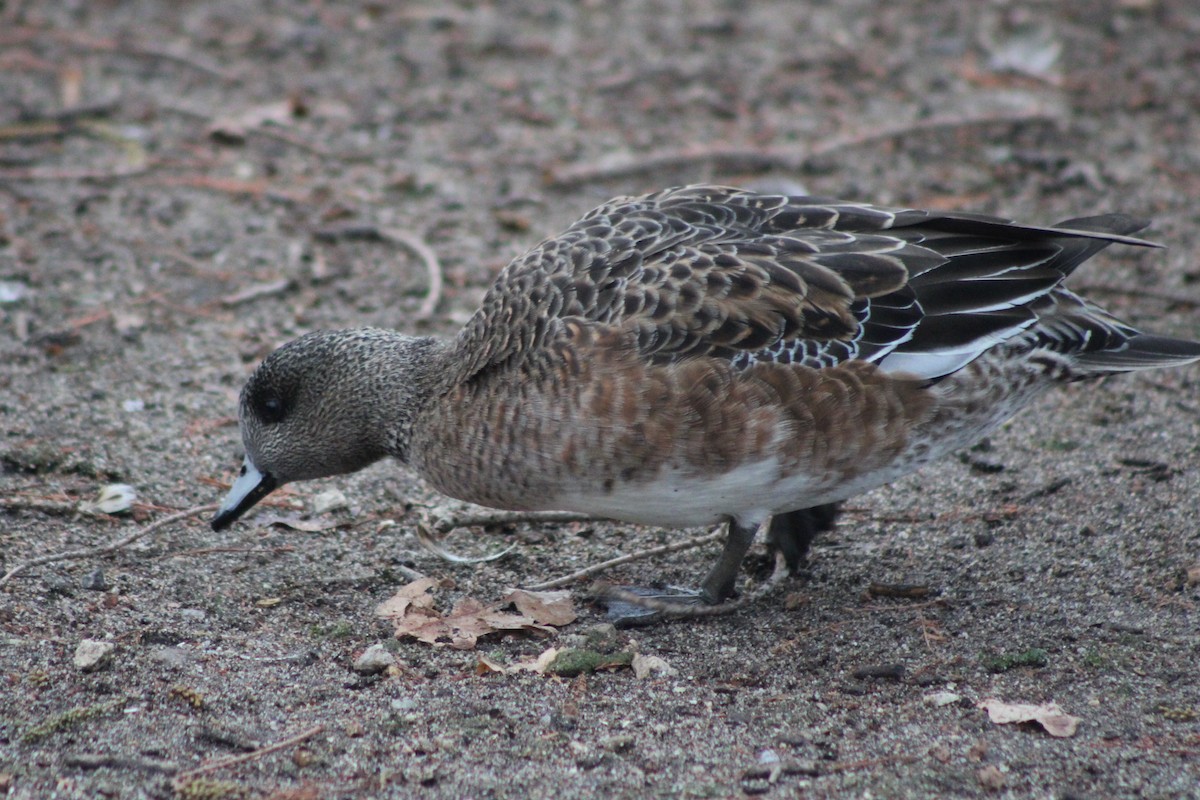 American Wigeon - ML409805241