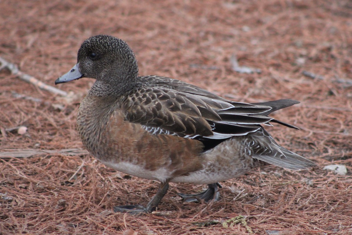 American Wigeon - ML409805341