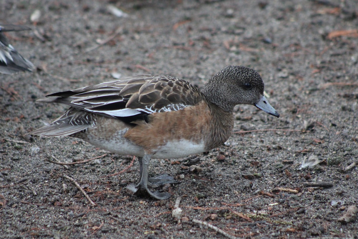 American Wigeon - ML409805661