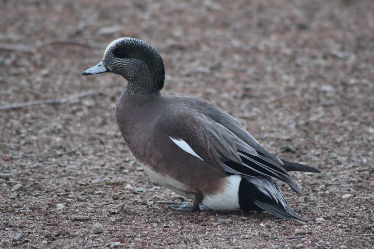 American Wigeon - ML409805831