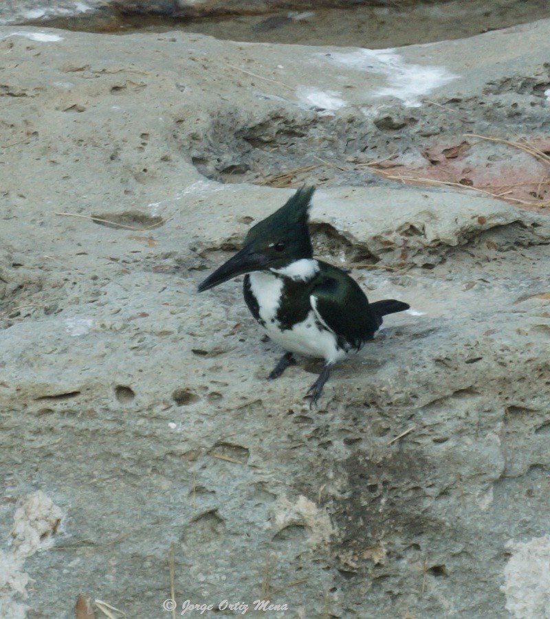 Amazon Kingfisher - ML40980611