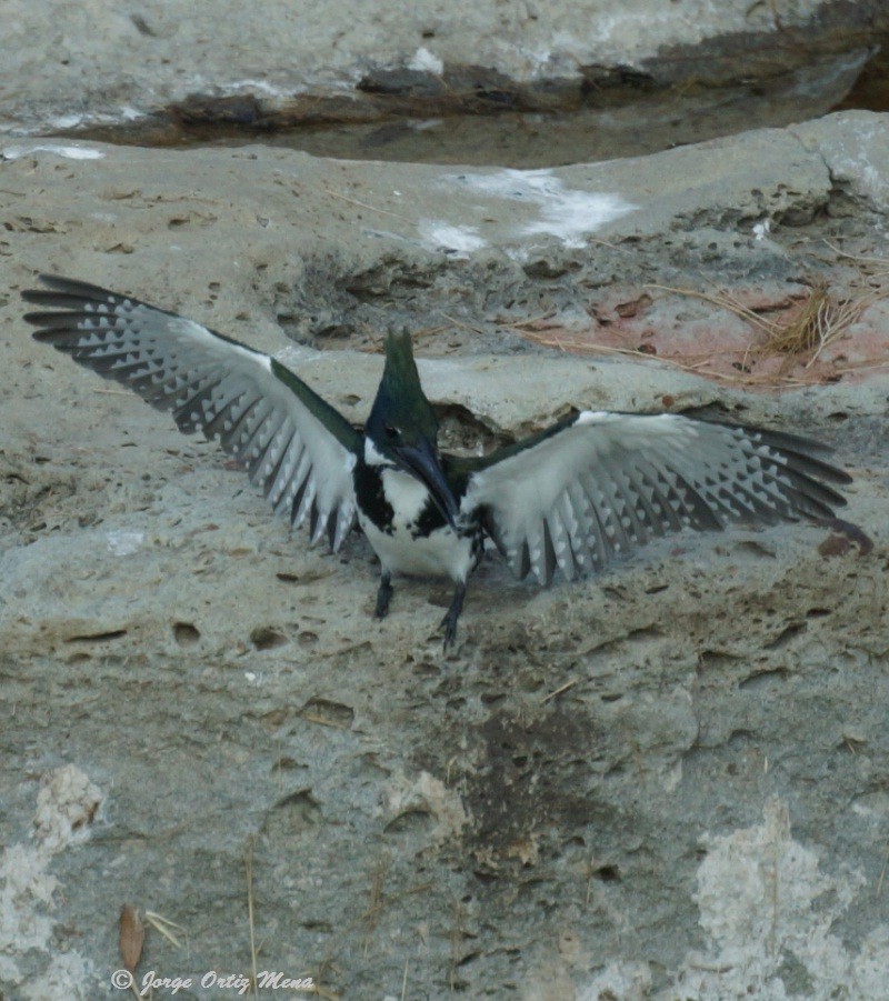 Amazon Kingfisher - ML40980641