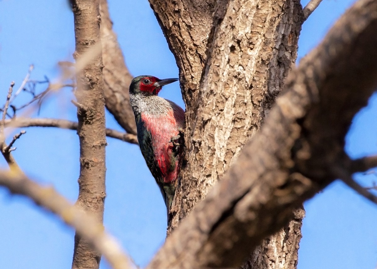 Blutgesichtspecht - ML409806521