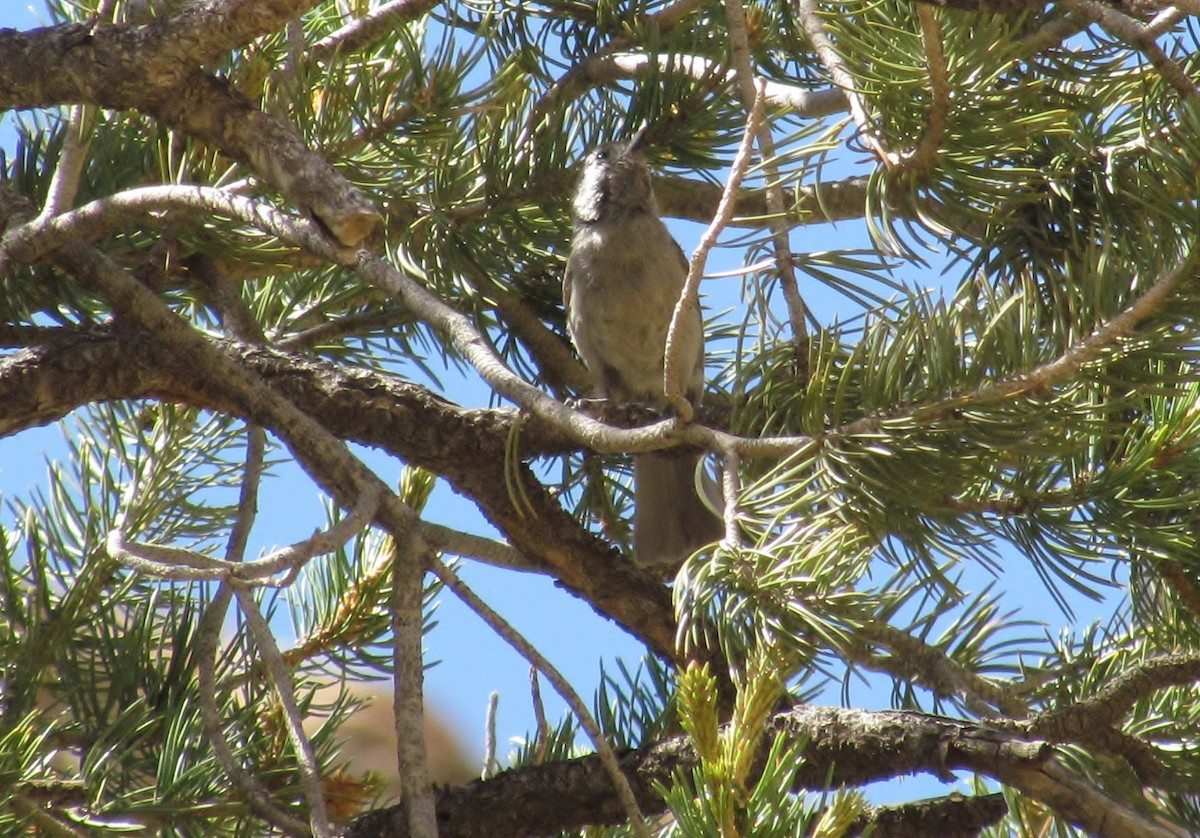 Juniper Titmouse - ML40980701