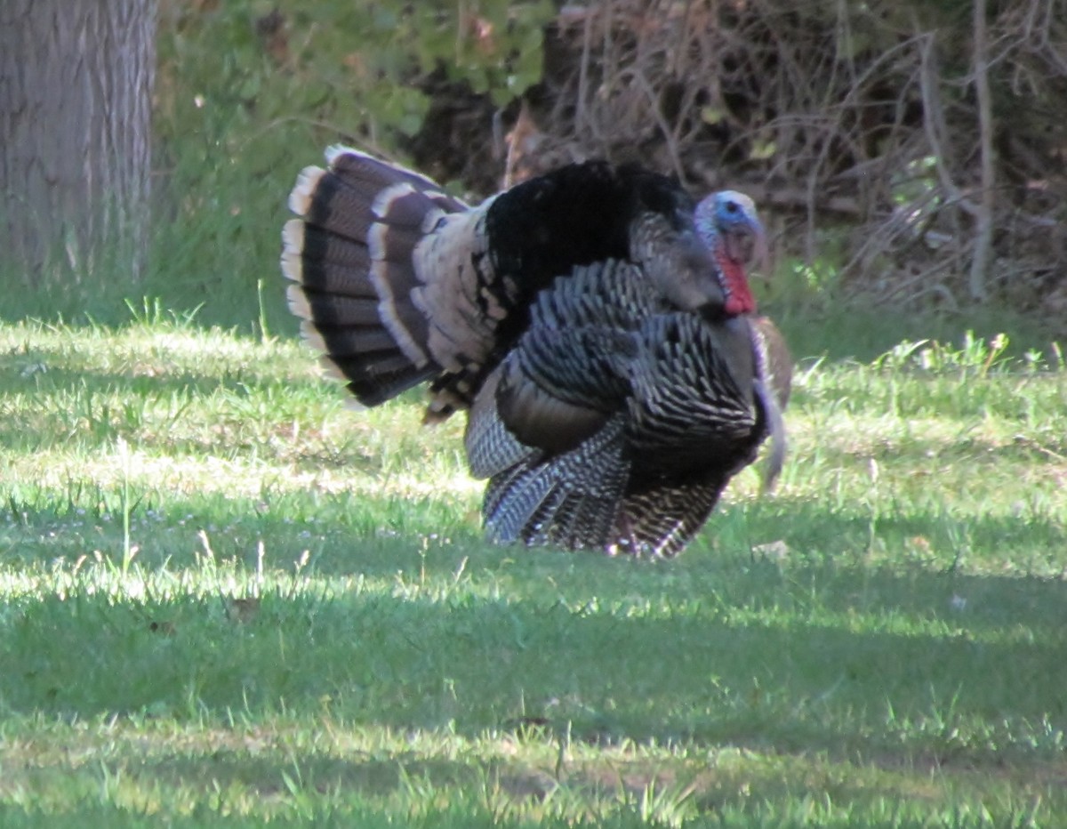 Wild Turkey - ML40980731