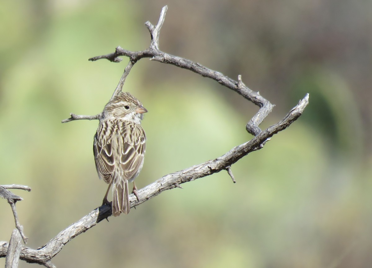 Brewer's Sparrow - ML40980761