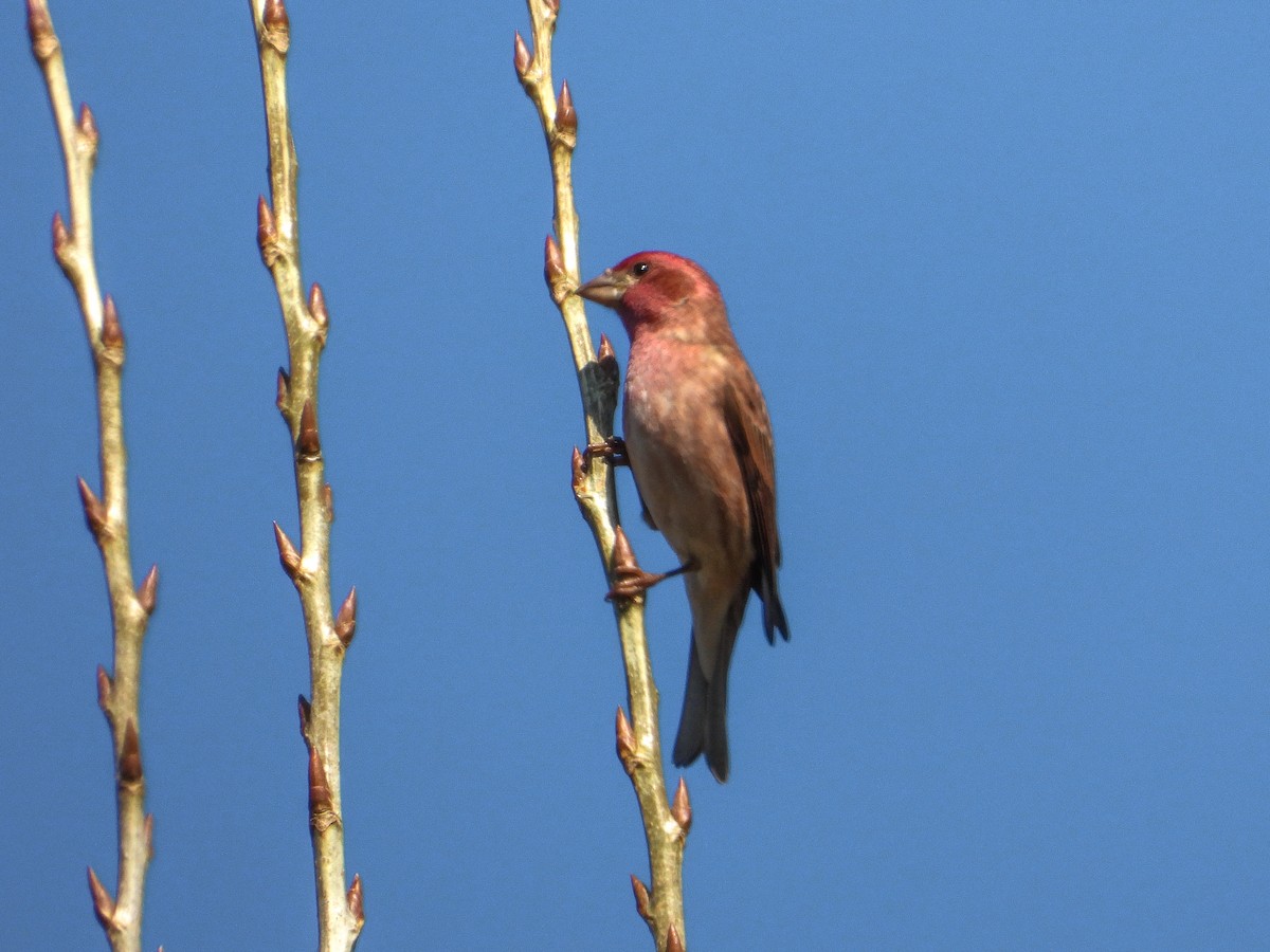 Purple Finch - ML409807711