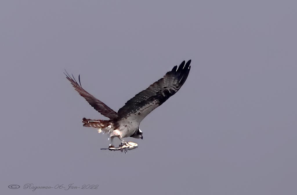 Osprey - Ragoo  Rao