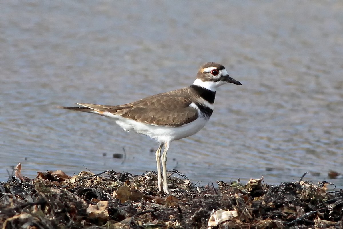 Killdeer - ML40980841