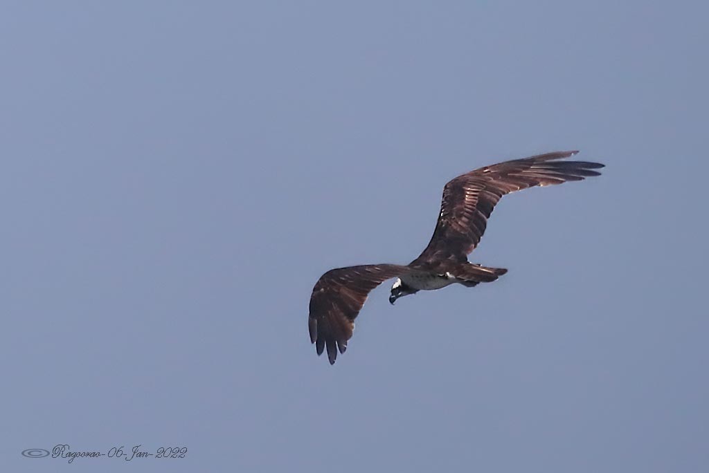 Osprey - ML409808791