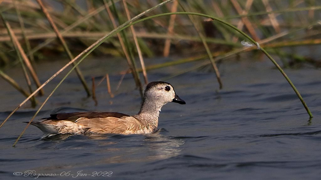 Cotton Pygmy-Goose - Ragoo  Rao