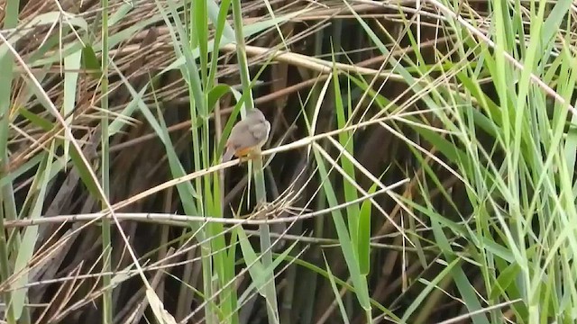 Zebra Waxbill - ML409810271