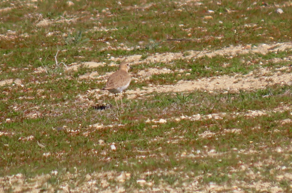 Chorlito Llanero - ML409810651