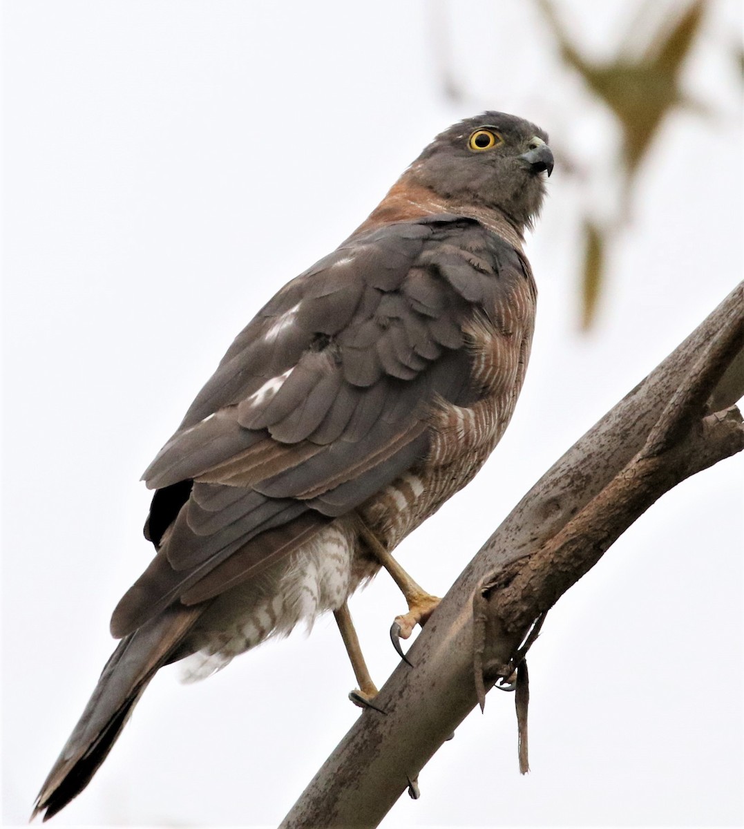 Collared Sparrowhawk - ML409810791