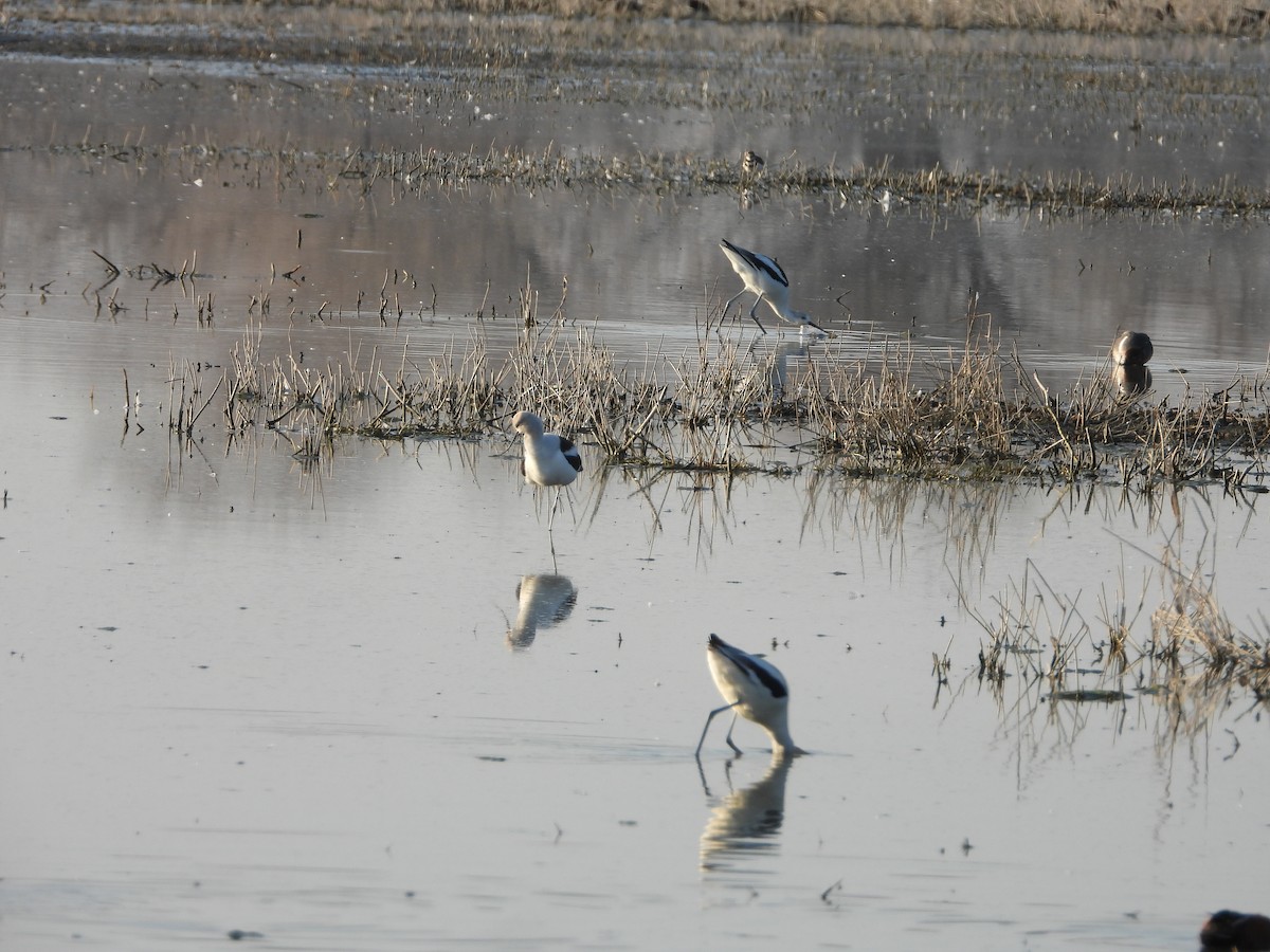 American Avocet - ML409811401