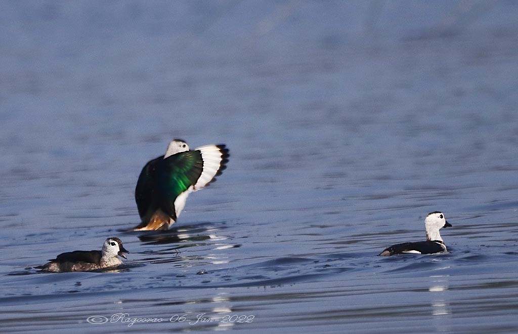 Cotton Pygmy-Goose - Ragoo  Rao