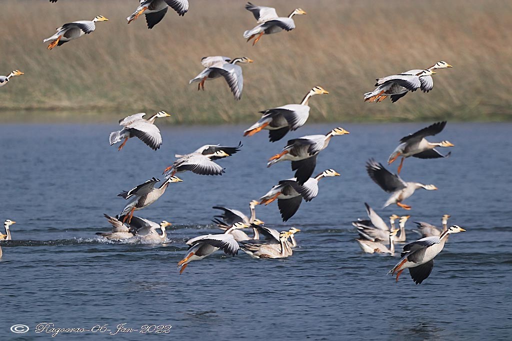 Bar-headed Goose - Ragoo  Rao