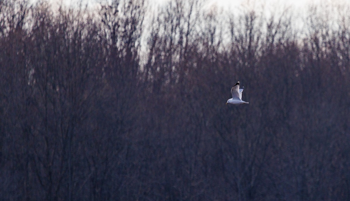 Ring-billed Gull - ML409812881