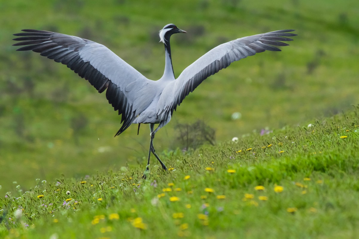 Demoiselle Crane - Alexander Perevozov