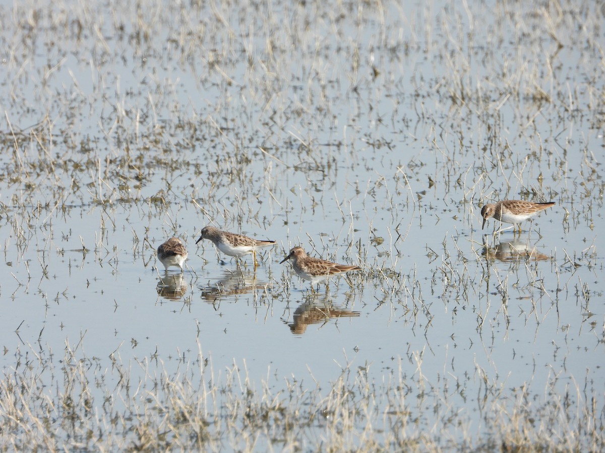 Least Sandpiper - ML409813931
