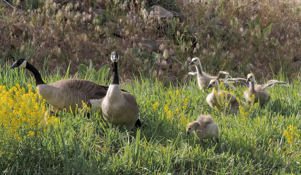 Canada Goose - ML409815711